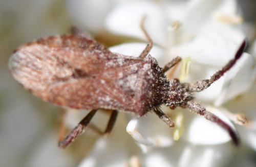 Coriomeris affinis